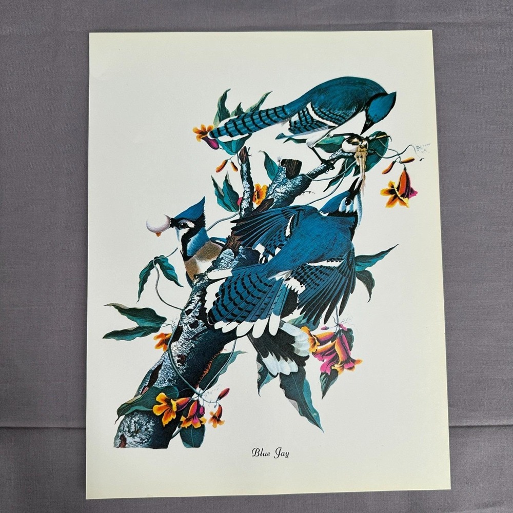 1950 Vintage Print Blue Jay American Bird Art Illustration Audubon 9x12